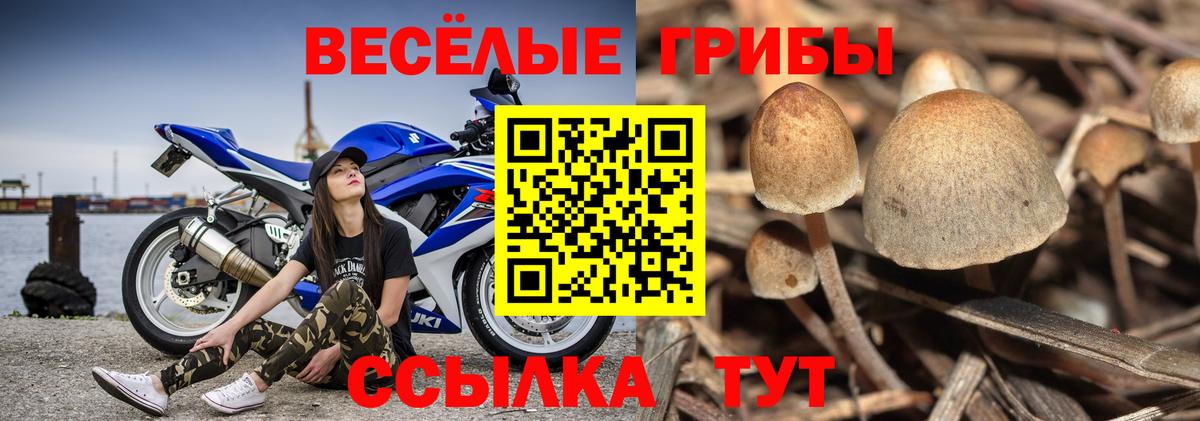 Галлюциногенные грибы Psilocybe  Вход с VPN  Галлюциногенные грибы прущие грибы  Кондопога 